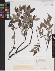 Foto von Salix lapponum L.